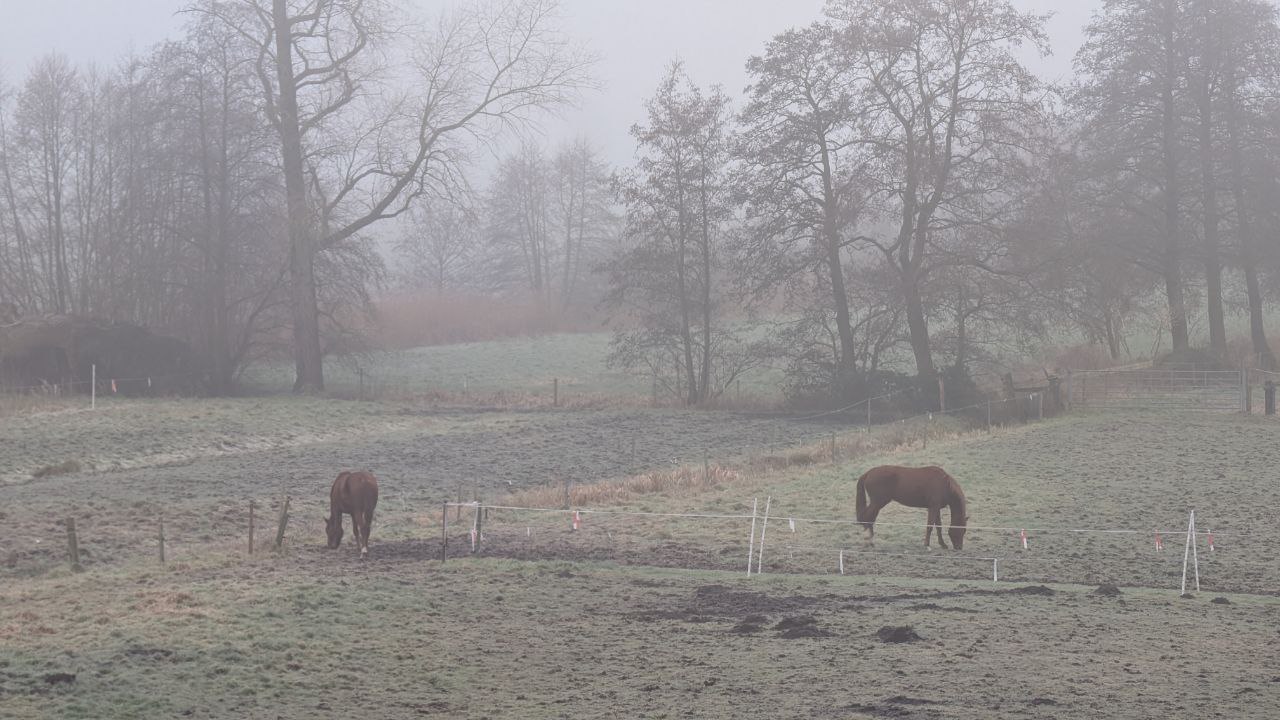 Der kalte Nebel